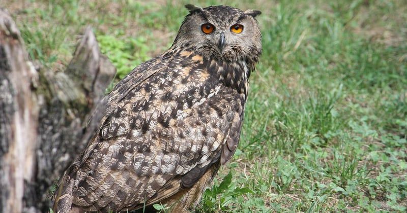 Responsible Wildlife Tourism: Ethical Animal Encounters Done Right
